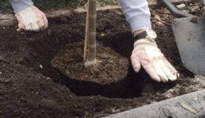 Aceste copaci trebuie plantați acum, în octombrie, și în câțiva ani vei avea umbră în grădină.