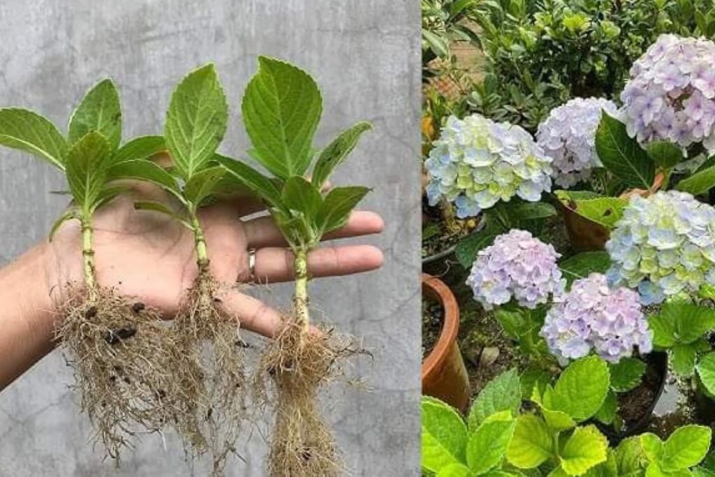 Ce nu trebuie să faci cu hortensia toamna, dacă vrei să o ții în viață